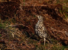 David Plant Photography - Wildlife Photographer - Mistle thrush - A